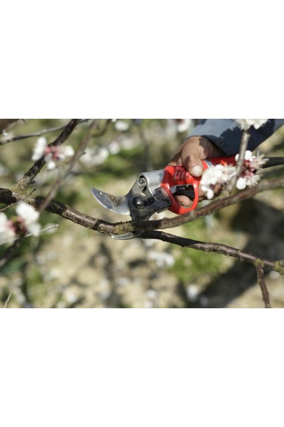 Абрикос Шедевр обрізка